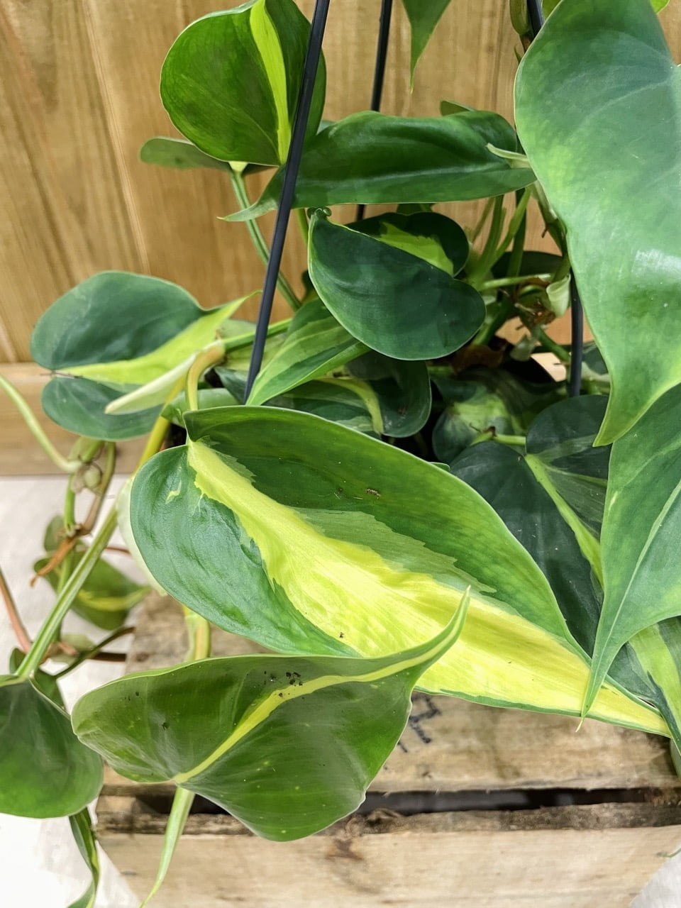 Philodendron Scandens Brazil 17 Cm 35 Cm