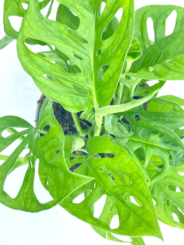 Entretien et arrosage de la monstera monkey leaf.