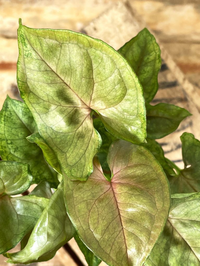 Syngonium Berry - HANKŌ